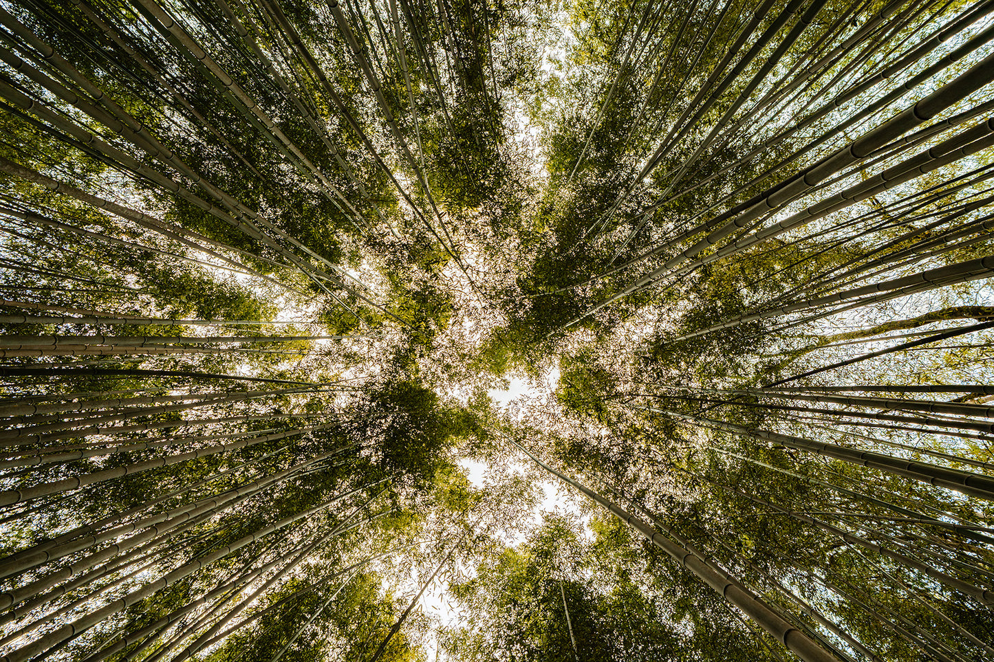 Arashiyama Canopy