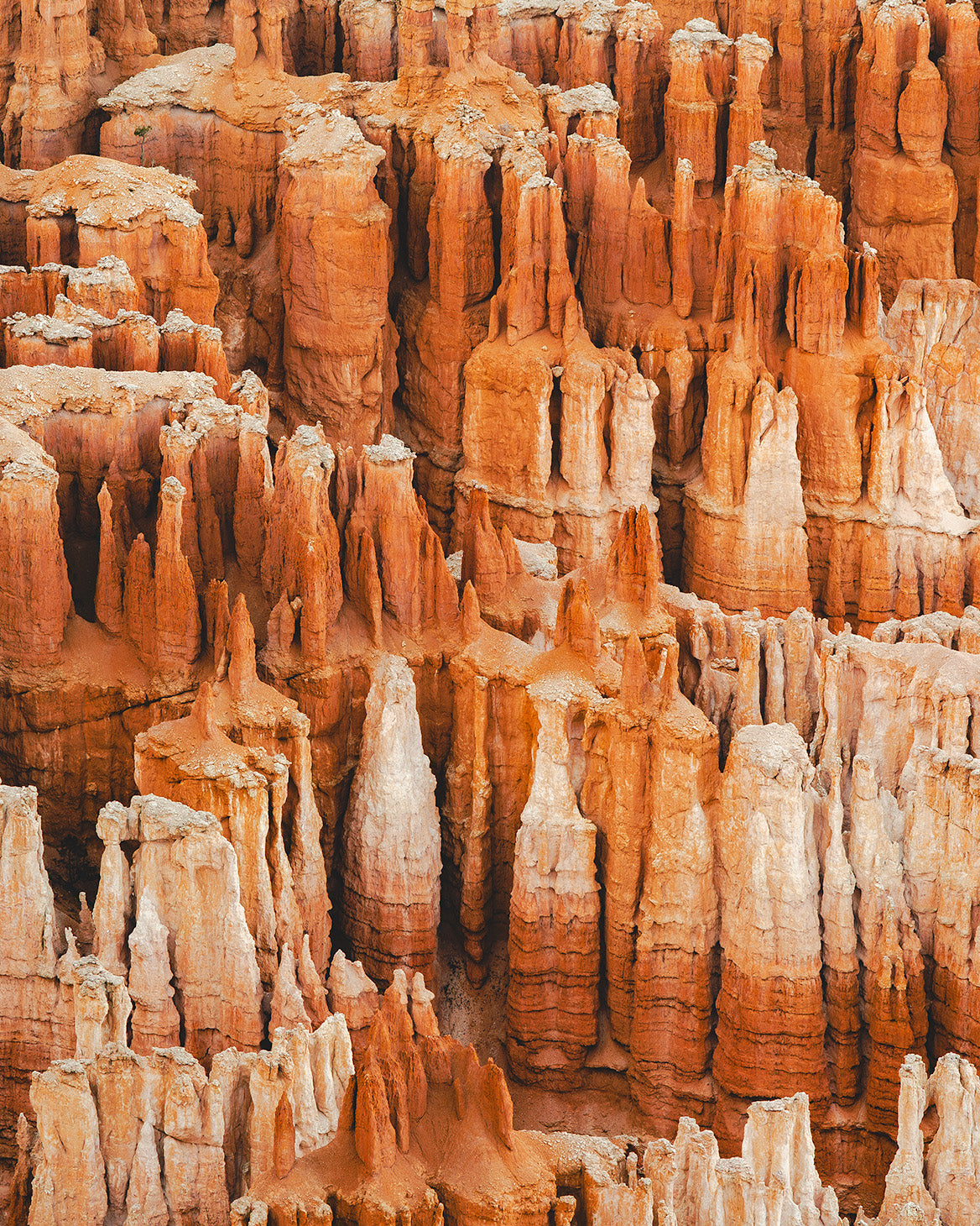 Bryce