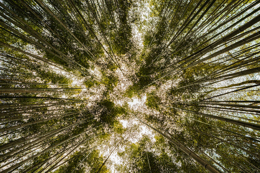 Arashiyama Canopy